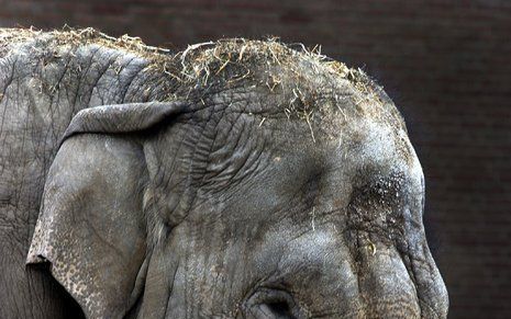 Afrikaanse olifant is bang voor de weg. Foto ANP