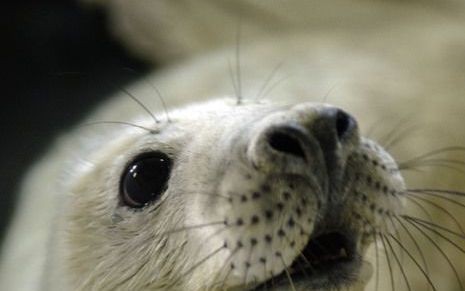 Het Russische kabinet heeft maandagavond besloten de jacht op babyzeehonden rond de Witte Zee te verbieden. Foto ANP