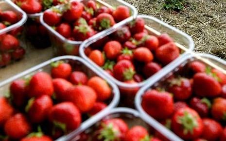 APELDOORN – Aardbeien zijn goed voor de hersenen. Ouderen die minimaal één keer per maand aardbeien eten, gaan cognitief minder snel achteruit dan andere leeftijdgenoten. Foto ANP