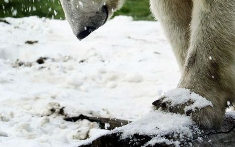 Als een ’ijsgrizzly’ een groot wiel of een vat krijgt om mee te spelen, dan wordt daarop gestampt met de voorpoten zoals ijsberen ook doen. Foto ANP