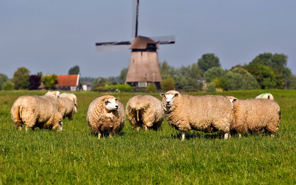 In Elspeet zijn in de nacht van zaterdag op zondag 54 schapen getroffen door bliksem. Foto ANP