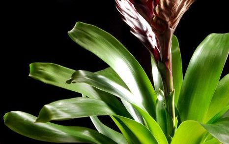 De sierwaarde van de bromelia ligt in de fraaie bladeren, het kleuren van de schutbladeren die de bloeiwijze omgeven, de bloeiwijze zelf of soms de bloemen. Foto Ilan Ejzykowicz