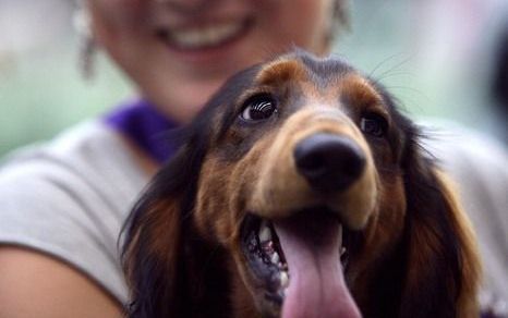 Betty Mercey verzamelde zestig verhalen van mensen die vanuit het buitenland huisdieren adopteerden en bundelde die in het boek ”Allochtone viervoeters”. Ze leeft zelf met vijftien honden, waarvan er twaalf uit het buitenland komen, en vijf katten, waarva