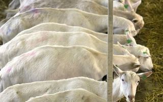 In Brabant begint maandag het ruimen van zo’n 40.000 geiten. Alle drachtige dieren op bedrijven die besmet zijn met Q-koorts, worden gedood. De Q-koortsbacterie kan mensen ziek maken. - Foto ANP