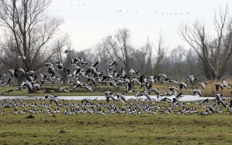 „Het is een grote vergissing om de Oostvaardersplassen in de nieuwe vliegroutestructuur voor luchthaven Lelystad niet te ontzien.”