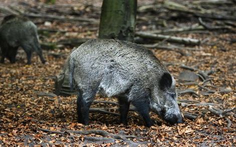 De meeste grondeigenaren en natuurbeheerders op de Veluwe hebben de drukjacht niet nodig om het grote aantal wilde zwijnen terug te dringen, zo bleek gisteren tijdens een kort geding. Foto ANP