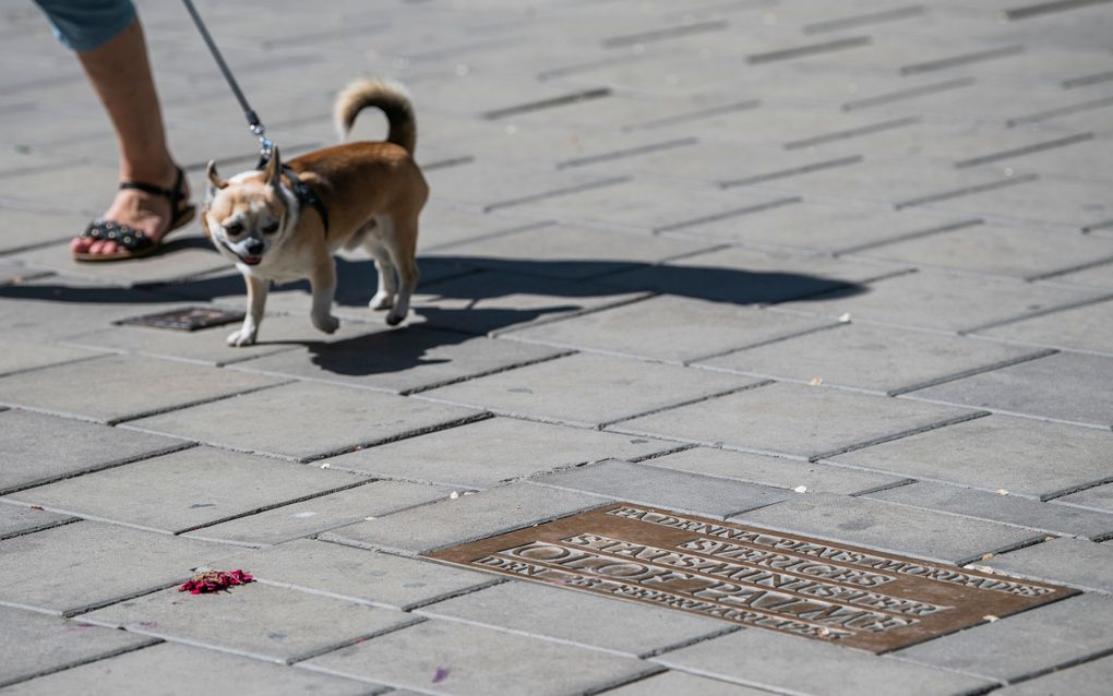 Alleen echte honden mogen in Canada na 8 uur 's avonds worden uitgelaten. beeld AFP, Jonathan Nackstrand