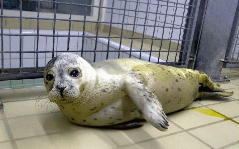 PIETERBUREN - Zeehond Hannes is vrijdagnacht door onbekenden uit de zeehondencreche in Pieterburen gehaald. Lenie t Hart wilde het dier, dat eerder ontsnapte uit een dierentuin in het Duitse Nordholt, vrijlaten in de Waddenzee. Het ministerie van Landbouw