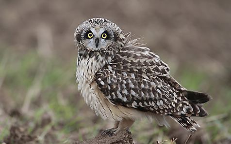 ZEIST. De velduil duikt op in nieuwe weidegebieden, mogelijk vanwege het grote aantal muizen. Beeld Axel Smets, Vogelbescherming Nederland