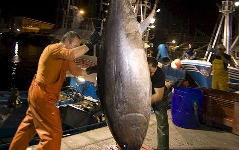 Het visseizoen voor blauwvintonijn wordt verkort. Foto EPA