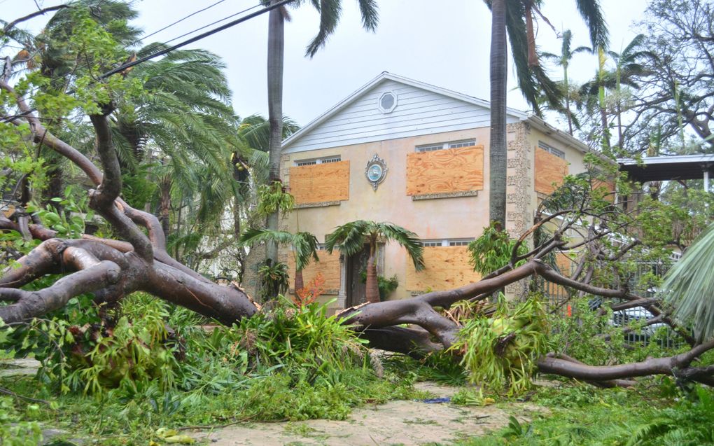 Ontwortelde boom in Miami. beeld AFP