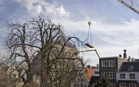 De bouw van de bokconstructie die de 'Anne Frankboom' in Amsterdam gaat ondersteunen, is maandagochtend begonnen en woensdag afgerond. De constructie moet ervoor zorgen dat de zieke kastanjeboom nog vijf tot vijftien jaar kan blijven staan. Op de foto wor