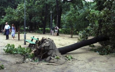 Een grote boom ligt op de grond in Park Slowacki in Wroclaw, na een massieve onweersklap. Zeker drie mensen om het leven gekomen. Foto ANP