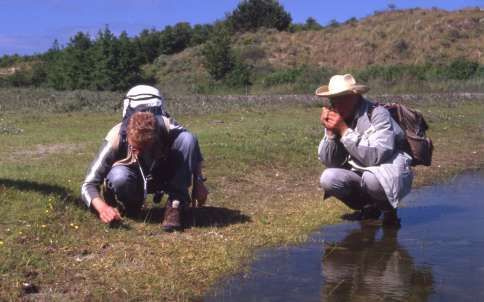 SCHIERMONNIKOOG - Vrijwilligers van Floron hebben de flora van het hele eiland Schiermonnikoog in kaart gebracht. Vergeleken met 1992 zijn er op het Waddeneiland tientallen nieuwe plantensoorten bijgekomen, zo maakte de stichting maandag bekend. Nieuw op 