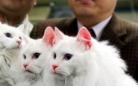 BRUSSEL – Gekloonde dieren hebben veel afwijkingen. Een aanzienlijk deel overleeft de eerste zes maanden niet. Foto EPA