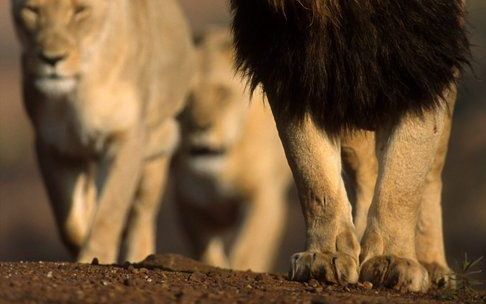 JOHANNESBURG - Een dierenverzorger is dinsdag in een Zuid–Afrikaans wildpark verslonden door zes leeuwen. Over het lot van de leeuwen moet nog worden beslist. Foto EPA