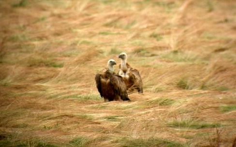 OOSTBURG – Vogelspotters azen op de vale gier. De Zuid Europese roofvogels deden Nederland maandag aan, op zoek naar kadavers. De gieren vlogen uiteindelijk terug naar België. Foto’s ANP