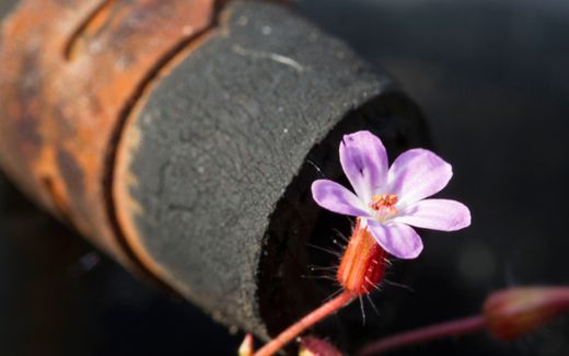 Thema: Week van de Schepping