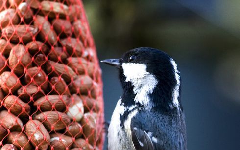 Het Faunafonds had dinsdag al 1,8 miljoen euro uitgekeerd als tegemoetkoming aan telers van appels en peren. Foto ANP