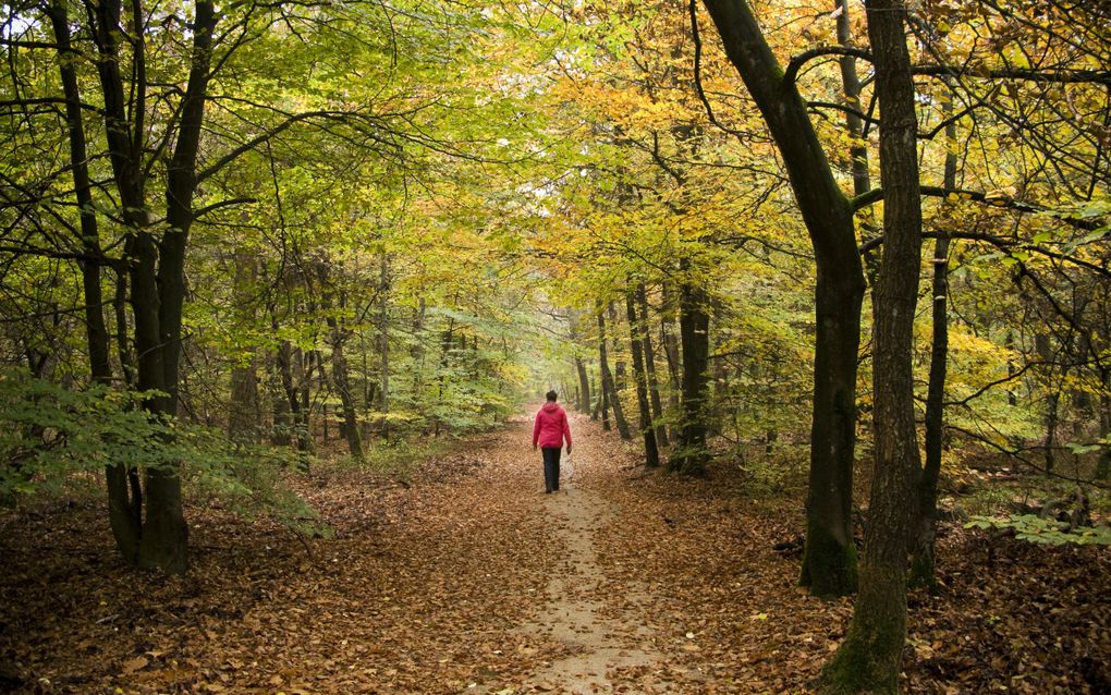 Herfstbos bij Vierhouten op de Veluwe.  ANP LEX VAN LIESHOUT