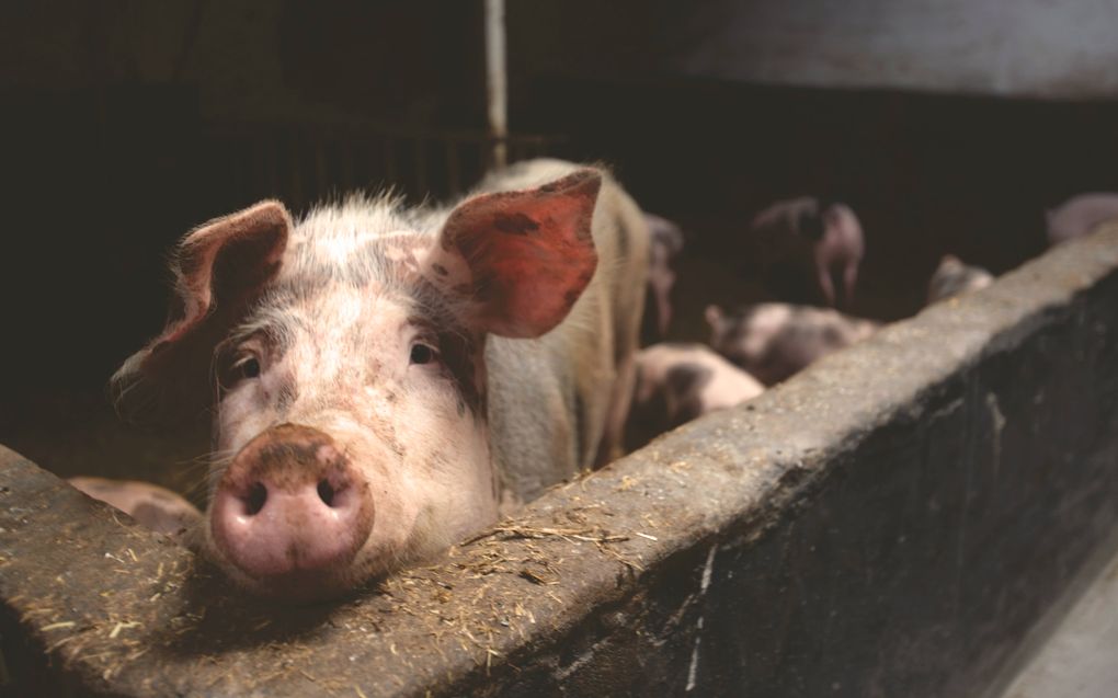 Het vlees moest van de markt worden gehaald, omdat in de levers van de varkens een te hoog gehalte van een ontwormingsmiddel was aangetroffen. beeld Unsplash