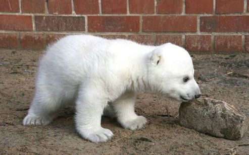 BERLIJN - Het ijsbeertje Knut in de Berliner Zoo. Foto ANP