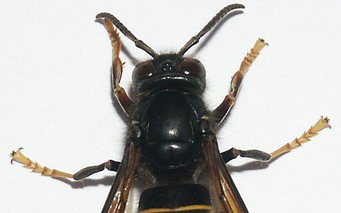 Aziatische hoornaar (Vespa velutina nigrithorax) foto Wikipedia, BlueGinkgo