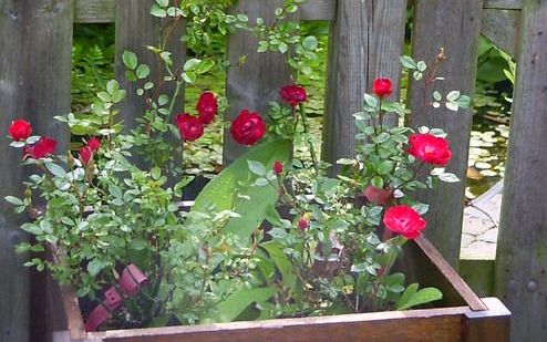 Duik niet meteen de tuin in na terugkomst van vakantie. Bekijk eerst eens goed hoe de planten zich hebben ontwikkeld en welke verrassingen zich hebben voorgedaan. Planten, maar ook de medebewoners van de tuin, hebben door afwezigheid van menselijke inmeng