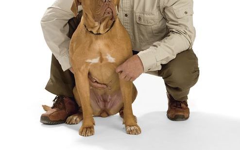 Martin Gaus (1944) –schrijver van 12 opvoedkundige hondenboeken en grondlegger van onder andere 27 hondenscholen, een dierenpension en een gedragscentrum– met zijn bordeauxdog Roos. Foto Martin Gaus