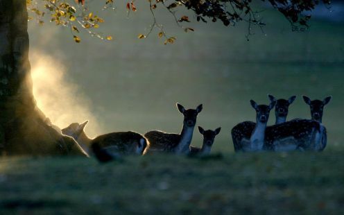 OVERVEEN â€“ De bronsttijd van de herten op de Veluwe is begonnen. De dieren worden de laatste jaren meer en meer gestoord door nieuwsgierigen die na zonsondergang de openbare weg verlaten en het dan verboden bosgebied betreden. Foto ANP