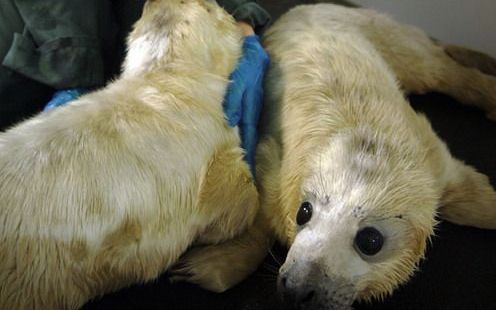 De zeehondencrèche in Pieterburen heeft een rattenvanger en twee speurhonden ingezet om twee ontsnapte zeehonden terug te vinden. foto ANP