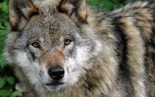 In Zweden gaan zaterdag honderden jagers op zoek naar een wolf om te schieten. Foto EPA