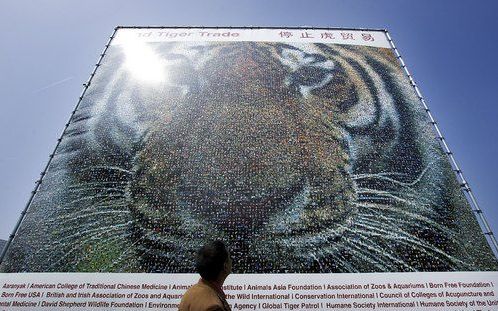 DEN HAAG – Bij de Cites conferentie in Den Haag is donderdag een 6 meter hoog mozaïek van een Siberische tijger onthuld, bestaande uit persoonlijke foto’s van bijna 25.000 tijgerliefhebbers uit 146 landen. Met het mozaïek roept het Wereld Natuur Fonds de 