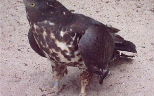 Zangvogels gedijen goed op minerale bodem. Foto ANP