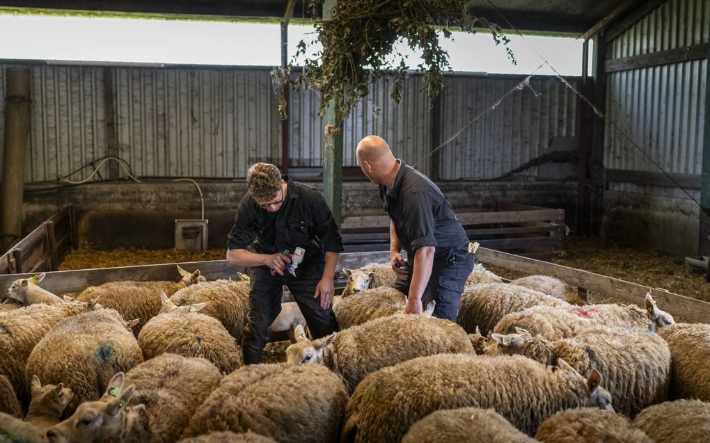 Een schaap wordt gevaccineerd tegen het blauwtongvirus. beeld ANP, JILMER POSTMA