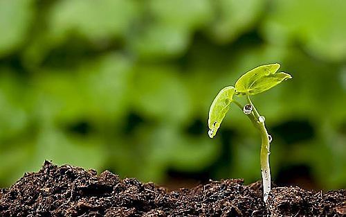 Planten hebben behalve veel licht ook voeding nodig. Met lichtenergie kunnen ze bouwstoffen maken, maar voor een gezonde groei zijn mineralen zoals stikstof, kalium en fosfaat onontbeerlijk. Foto RD