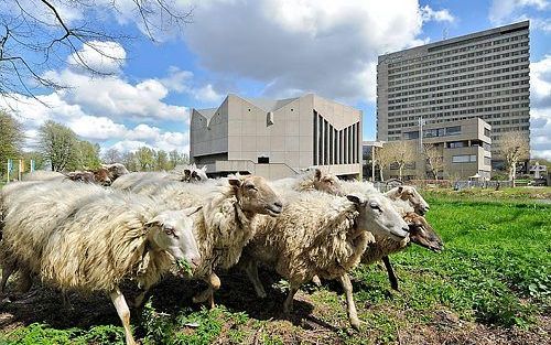 Schapen stemmen PvdA.