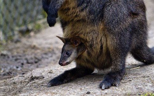 Een van de moeraswallaby’s die vorig jaar in de Rotterdamse Diergaarde Blijdorp arriveerden, met in haar buidel een van de vier jongen die in de dierentuin werden geboren. Foto ANP.