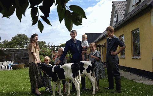 HALS - Het kalverbedrijf van de Van Horssens in het Deense Hals loopt prima. Toch twijfelt Van Horssen of hij moet blijven. „Als we hier nog tien jaar blijven, leeft je nageslacht voort in een land zonder God. Dat is een hele moeilijke keuze.” Op de foto,