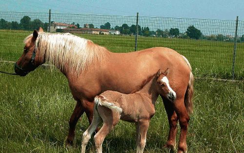 ROME - Italiaanse wetenschappers hebben voor het eerst in de geschiedenis een paard gekloond. Prometea is inmiddels twee maanden oud en weegt 100 kilo. Foto: EPA