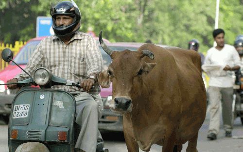 NEW DELHI â€“ De regering van India heeft maandag besloten binnenkort een wetsvoorstel in te dienen dat het slachten van koeien in het hele land verbiedt. Het parlement heeft al aangegeven dit voorstel te zullen steunen. Hindoes zijn in India ruim in de m