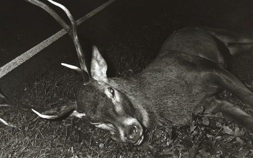 VAASSEN â€“ Afgelopen jaar verongelukten 42 edelherten op de Veluwe. Enkele honderden reeÃ«n en zwijnen vonden eveneens de dood. De droge zomer zorgt voor weinig voedsel in het bos, waardoor veel dieren gaan zwerven langs de bermen. Archieffoto RD