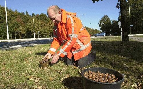 APELDOORN â€“ Hendrik Buitenhuis raapt per dag ongeveer 50 kilo eikels. Deze brengt hij naar een zaadhandel in Apeldoorn. „De meeste hobby’s kosten geld, maar die van mij levert geld op.” Foto Maarten Sprangh