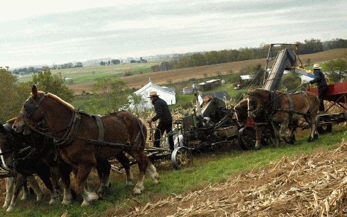 WAKEFIELDâ€“ De amish in Amerika zijn sobere levende afstammelingen van Zwitserse wederdopers (of mennonieten) die in de achttiende eeuw naar de Verenigde Staten trokken. In de Nieuwe Wereld wilden ze in vrijheid hun geloof kunnen belijden. Omdat de amish