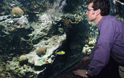 ROTTERDAM â€“ Peter Henkemans bij het aquarium waarin â€˜zijn’ koralen liggen Ã©n groeien. Hij heeft een techniek ontwikkeld waarmee zeewater in een bak zuiver Ã©n levend kan worden ge houden. Koraaldiertjes kunnen daarin overleven waardoor koralen groeie