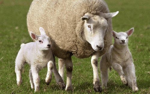 DEN HAAG â€“ Landbouwminister Veerman besloot onlangs het coupeerverbod voor schapen op te schorten tot 1 september 2006. De Dierenbescherming is daarover onthutst. De schapensector is blij met het uitstel, maar vindt het jammer dat er geen definitieve op