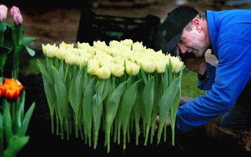 ZWAAGDIJK - De expositie van bloemen op het Holland Flowers Festival, voorheen Westfriese Flora, is gereed. De tentoonstelling in Zwaagdijk-Oost ging dinsdag open. - Foto ANP