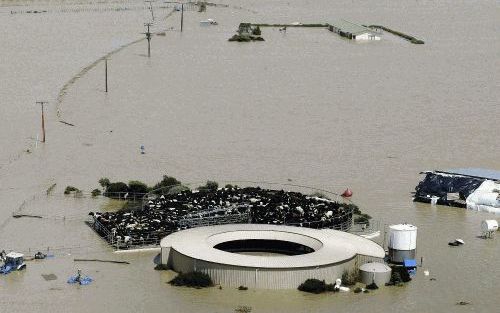 FOXTON - Melkkoeien zaten dinsdag opgesloten binnen de hekken rond de melkmachine, vanwege onder water gelopen weidegronden. De opname is gemaakt in de buurt van de plaats Foxton, in Nieuw-Zeeland. Dit land werd dinsdag voor de tweede achtereenvolgende da