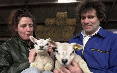 DEN BURG - Schapenfokker Kikkert en zijn vrouw bij de schapen waarmee ze vele prijzen in de wacht sleepten. De eilandbewoner kijkt bij het fokken niet alleen naar uiterlijk schoon. „Als we ons alleen richten op de hobbyisten, gooien we onze eigen glazen i