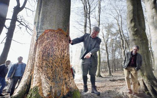 RHEDEN â€“ Beheerder De Wit van Natuurmonumenten toont een aangevreten beuk. Als de paarden hun werk afhebben, is de onderste 2 meter van de stam gestript. Leden van Natuurmonumenten in onder meer Velp en Rheden zien met lede ogen aan hoe de lanen in hun 